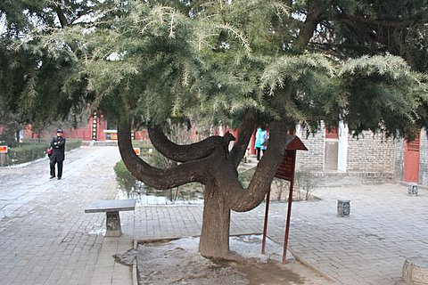 前院有一株自然长成的“四人松”，喻意刘备、关羽、张飞和诸葛亮